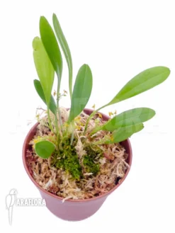 Orchid 'Platystele Stenostachya' 'Starter' -Green Haven Sales Store Platystele stenostachya starter 5