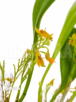 Orchid 'Platystele Stenostachya' 'Starter' -Green Haven Sales Store Platystele stenostachya starter 6