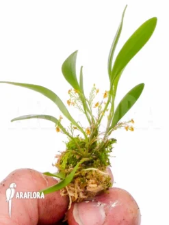 Orchid 'Platystele Stenostachya' 'Starter'