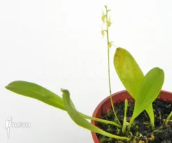 Orchid 'Platystele Viridis'