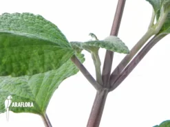Plectranthus Argentatus