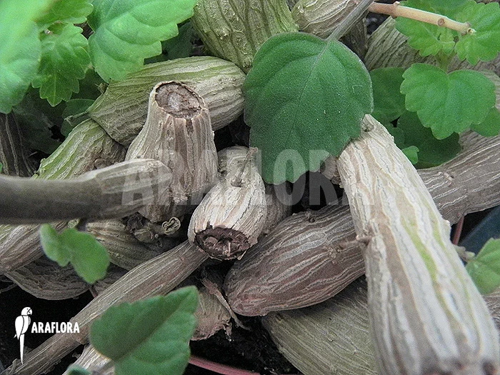 Plectranthus Ernstii 1 Plectranthus Ernstii