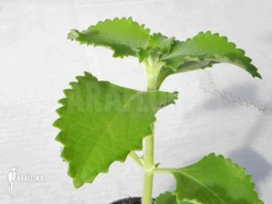 Plectranthus Species Paramaribo