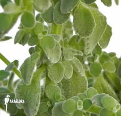 Plectranthus 'Lucky Lady' -Green Haven Sales Store Plectranthus species Bunnik 3