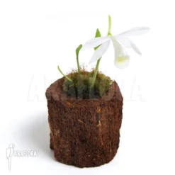 Orchid 'Pleione Bulbocodioides 'alba' (formosana)' -Green Haven Sales Store Pleione bulbocodioides alba formosana 2