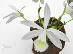 Orchid 'Pleione Bulbocodioides 'alba' (formosana)' -Green Haven Sales Store Pleione bulbocodioides alba formosana 3