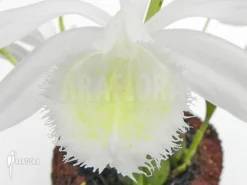 Orchid 'Pleione Bulbocodioides 'alba' (formosana)' -Green Haven Sales Store Pleione bulbocodioides alba formosana 4