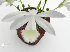 Orchid 'Pleione Bulbocodioides 'alba' (formosana)' -Green Haven Sales Store Pleione bulbocodioides alba formosana 5