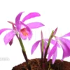 Orchid 'Pleione Bulbocodioides 'pink' (formosana)'