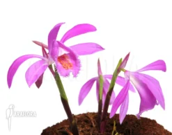 Orchid 'Pleione Bulbocodioides 'pink' (formosana)'