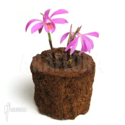 Orchid 'Pleione Bulbocodioides 'pink' (formosana)' -Green Haven Sales Store Pleione bulbocodioides pink formosana 2