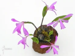 Orchid 'Pleione Bulbocodioides 'pink' (formosana)' -Green Haven Sales Store Pleione bulbocodioides pink formosana 3