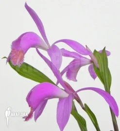 Orchid 'Pleione Bulbocodioides 'pink' (formosana)' -Green Haven Sales Store Pleione bulbocodioides pink formosana 5