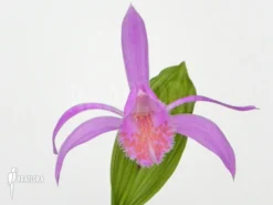 Orchid 'Pleione Bulbocodioides 'pink' (formosana)' -Green Haven Sales Store Pleione bulbocodioides pink formosana 6