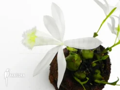 Orchid 'Pleione Formosana White