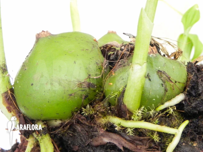 Orchid 'Pleione Formosana White 2 Orchid 'Pleione Formosana White - Image 2