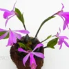 Orchid 'Pleione Formosana Purple