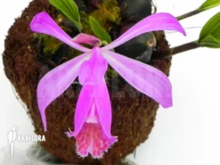 Orchid 'Pleione Formosana Purple -Green Haven Sales Store Pleione formosana purple 3