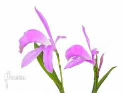 Orchid 'Pleione Formosana Purple -Green Haven Sales Store Pleione formosana purple 4