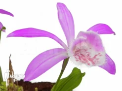 Orchid 'Pleione Formosana Purple -Green Haven Sales Store Pleione formosana purple 6
