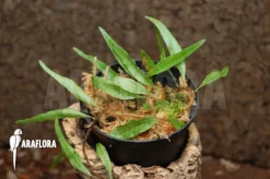 Pleopeltis Percussa 8 Pleopeltis Percussa -Green Haven Sales Store Pleopeltis percussa 03