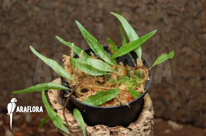 Pleopeltis Percussa 3 Pleopeltis Percussa - Image 3