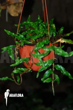 Pleopeltis Percussa 9 Pleopeltis Percussa -Green Haven Sales Store Pleopeltis percussa 03a