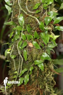 Pleopeltis Percussa 10 Pleopeltis Percussa -Green Haven Sales Store Pleopeltis percussa 04