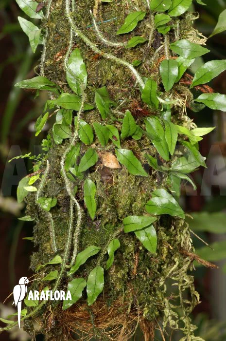 Pleopeltis Percussa 5 Pleopeltis Percussa - Image 5