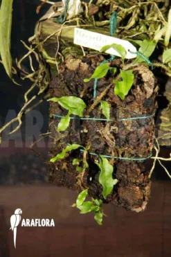 Pleopeltis Percussa 11 Pleopeltis Percussa -Green Haven Sales Store Pleopeltis percussa 05