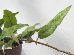 Pleopeltis Species Costa-Rica