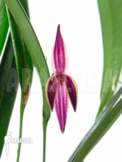 Orchid 'Pleurothallis Allenii'