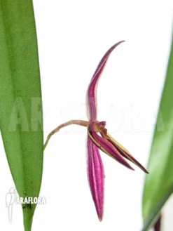 Orchid 'Pleurothallis Allenii' -Green Haven Sales Store Pleurothalis allenii 2