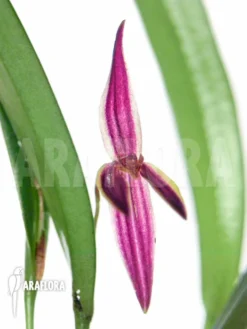 Orchid 'Pleurothallis Allenii' -Green Haven Sales Store Pleurothalis allenii 3