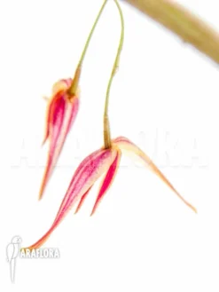 Orchid 'Pleurothallis Allenii' -Green Haven Sales Store Pleurothalis allenii 4