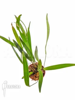 Orchid 'Pleurothallis Allenii' -Green Haven Sales Store Pleurothalis allenii 5