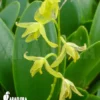 Orchid 'Pleurothallis Racemiflora'