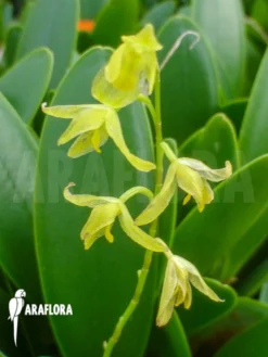 Orchid 'Pleurothallis Racemiflora'