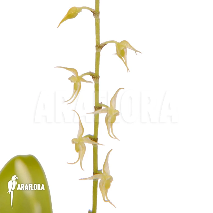 Orchid 'Pleurothallis Species Costa Rica Yellow' 1 Orchid 'Pleurothallis Species Costa Rica Yellow'