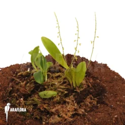 Orchid 'Pleurothallis Species Costa Rica Yellow' 5 Orchid 'Pleurothallis Species Costa Rica Yellow' -Green Haven Sales Store Pleurothalis species Costa Rica Yellow 3