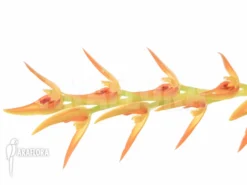 Orchid 'Pleurothallis Species 'Orange' 'L'