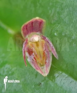 Orchid 'Pleurothallis Species 'Mexico''