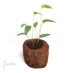 Orchid 'Pleurothallis Species 'Mexico'' 9 Orchid 'Pleurothallis Species 'Mexico'' -Green Haven Sales Store Pleurothallis Species Mexico 2