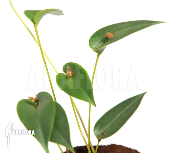 Orchid 'Pleurothallis Species 'Mexico'' 2 Orchid 'Pleurothallis Species 'Mexico'' - Image 2