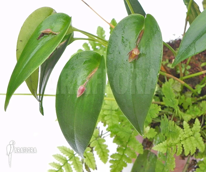 Orchid 'Pleurothallis Species 'Mexico'' 3 Orchid 'Pleurothallis Species 'Mexico'' - Image 3