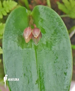 Orchid 'Pleurothallis Species 'Mexico'' 8 Orchid 'Pleurothallis Species 'Mexico'' -Green Haven Sales Store Pleurothallis Species Mexico 5