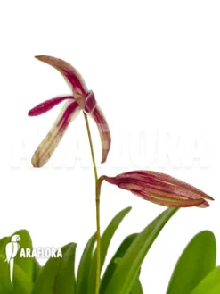 Orchid 'Pleurothallis Bocainensis'