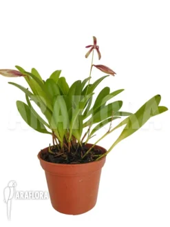 Orchid 'Pleurothallis Bocainensis' -Green Haven Sales Store Pleurothallis bocainensis 2