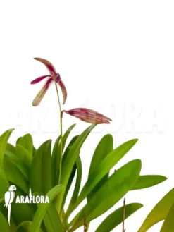 Orchid 'Pleurothallis Bocainensis' -Green Haven Sales Store Pleurothallis bocainensis 5