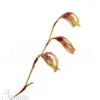 Orchid 'Pleurothallis Boccainensis'